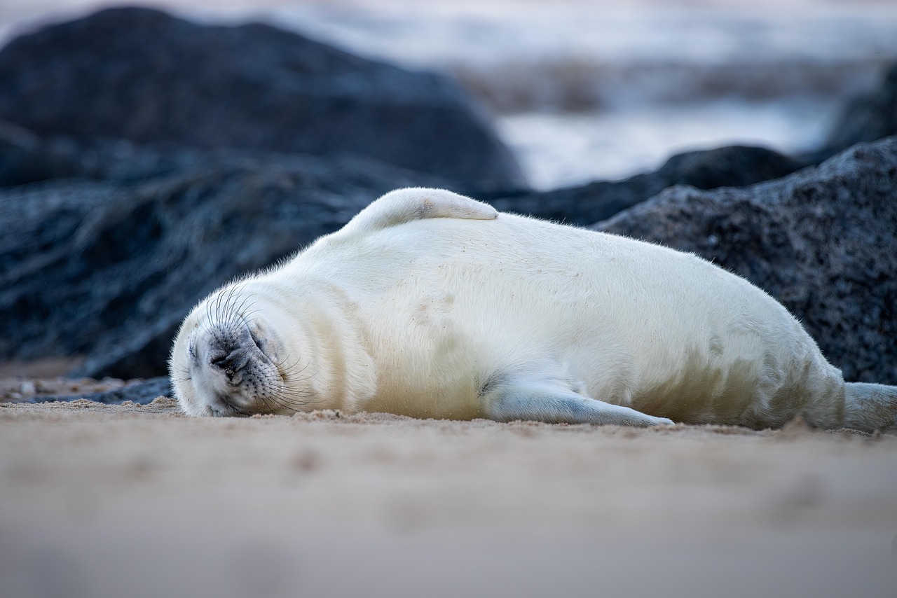 Antarctic micro world impact