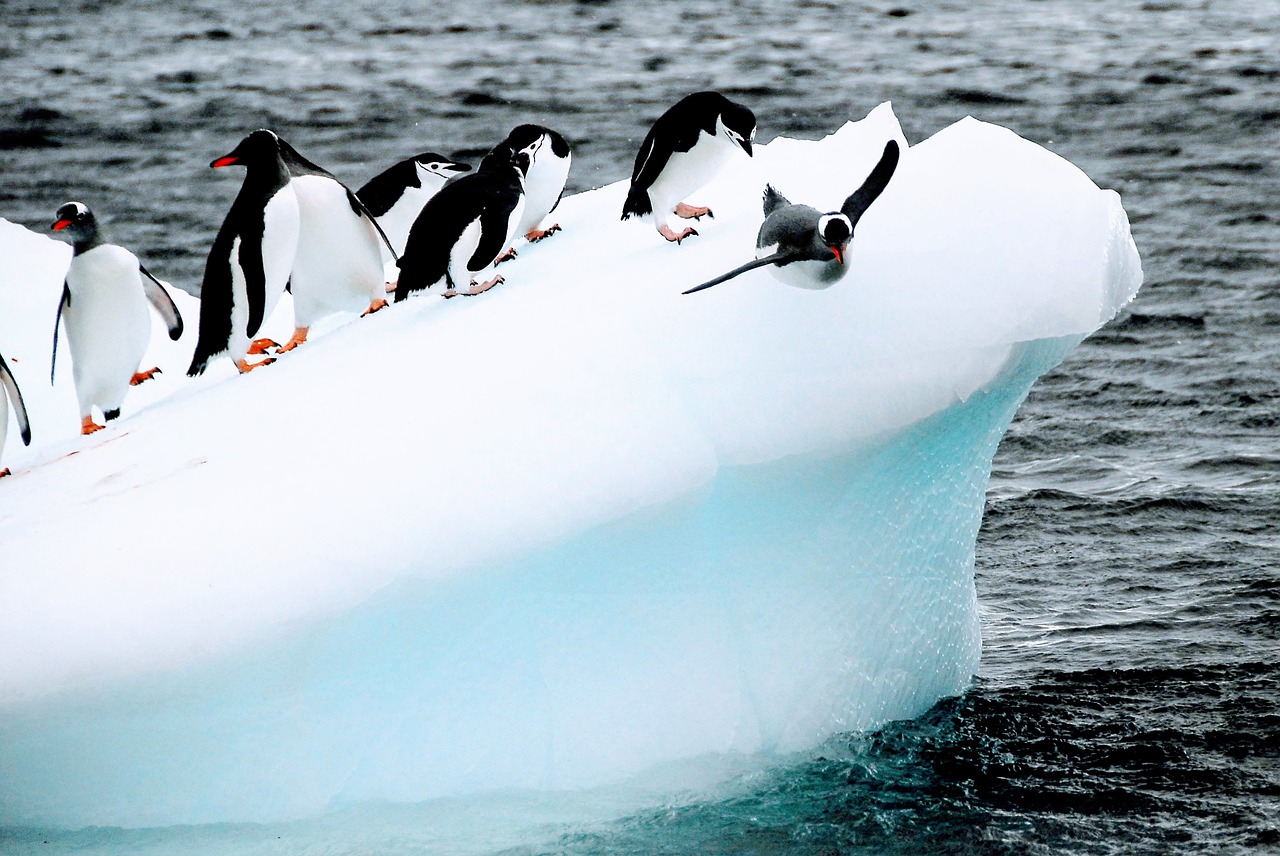Penguins on Antarctic ice